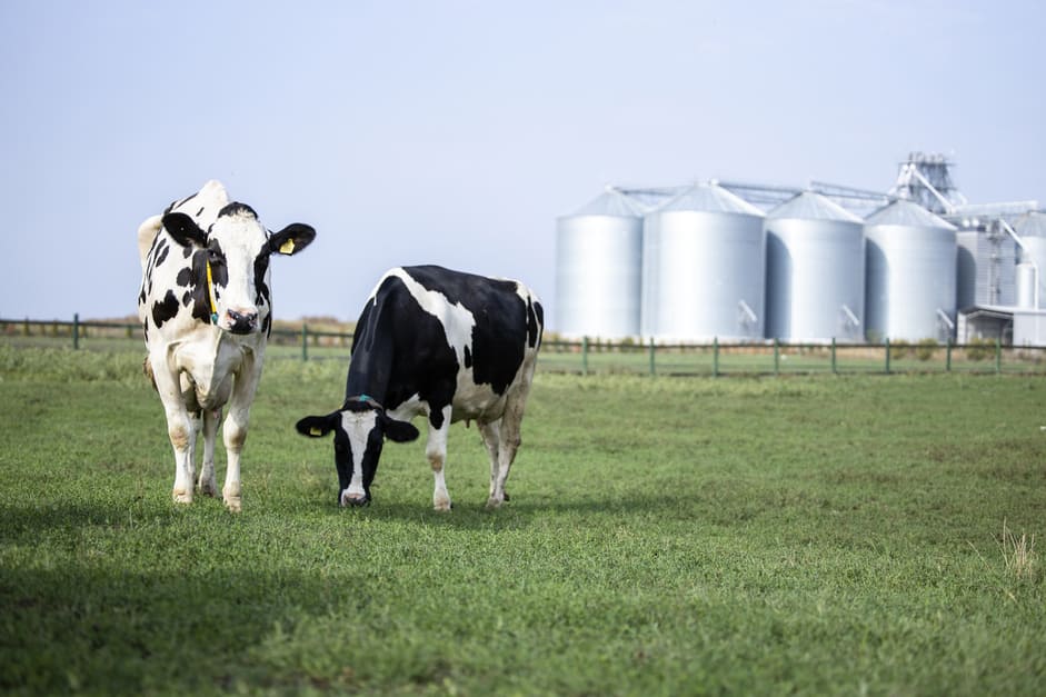 Dairy Cow Nutrition Requirements For A Healthy Animal